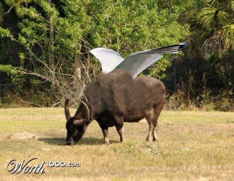 buffalo with wings